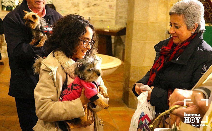 GALERÍA: La iglesia de Santiago se llena de animales para recibir la bendición de San Antón