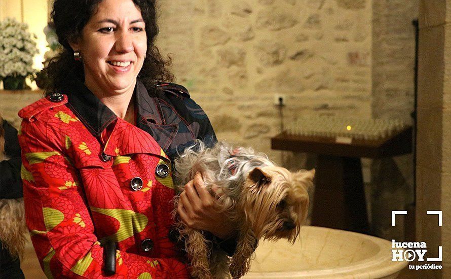 GALERÍA: La iglesia de Santiago se llena de animales para recibir la bendición de San Antón