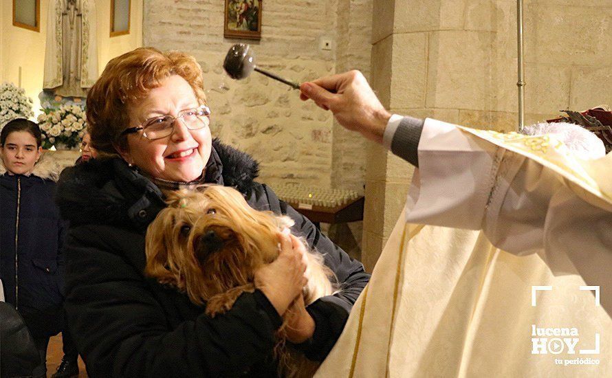 GALERÍA: La iglesia de Santiago se llena de animales para recibir la bendición de San Antón