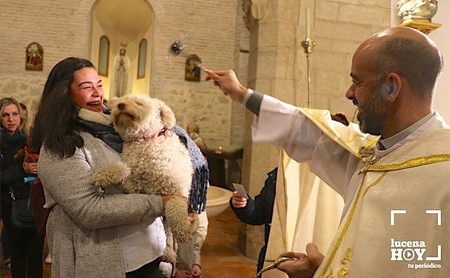 GALERÍA: La iglesia de Santiago se llena de animales para recibir la bendición de San Antón