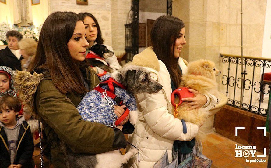 GALERÍA: La iglesia de Santiago se llena de animales para recibir la bendición de San Antón