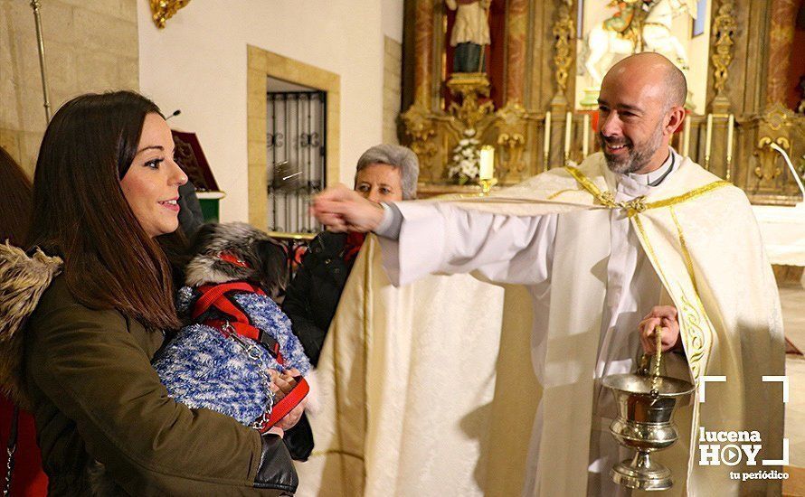 GALERÍA: La iglesia de Santiago se llena de animales para recibir la bendición de San Antón