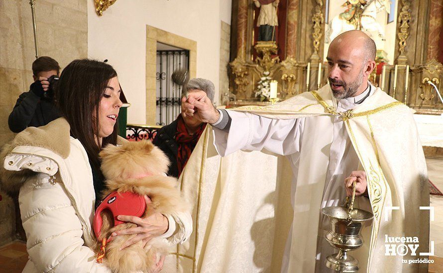 GALERÍA: La iglesia de Santiago se llena de animales para recibir la bendición de San Antón