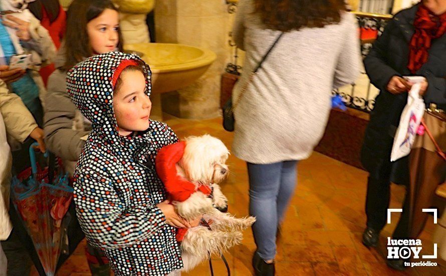 GALERÍA: La iglesia de Santiago se llena de animales para recibir la bendición de San Antón