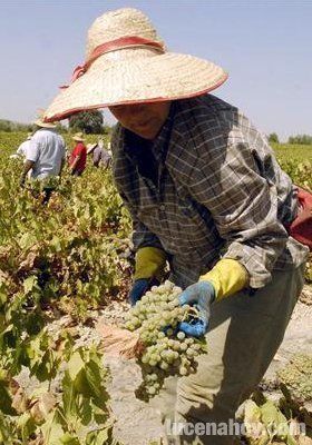  El mildiu y el calor mermarán la cosecha de uva un 30% 