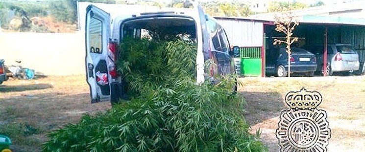  La Policía desmantela una gran plantación de marihuana 