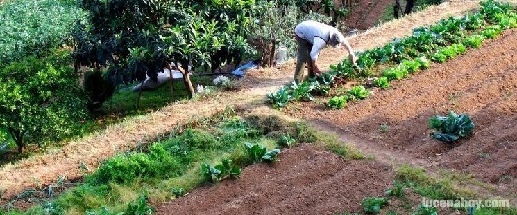  Estudian crear una red de huertos municipales (vídeo) 