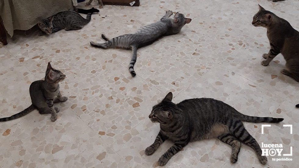  Algunos de los gatos acogidos en las instalaciones del edificio Sueño Andaluz 
