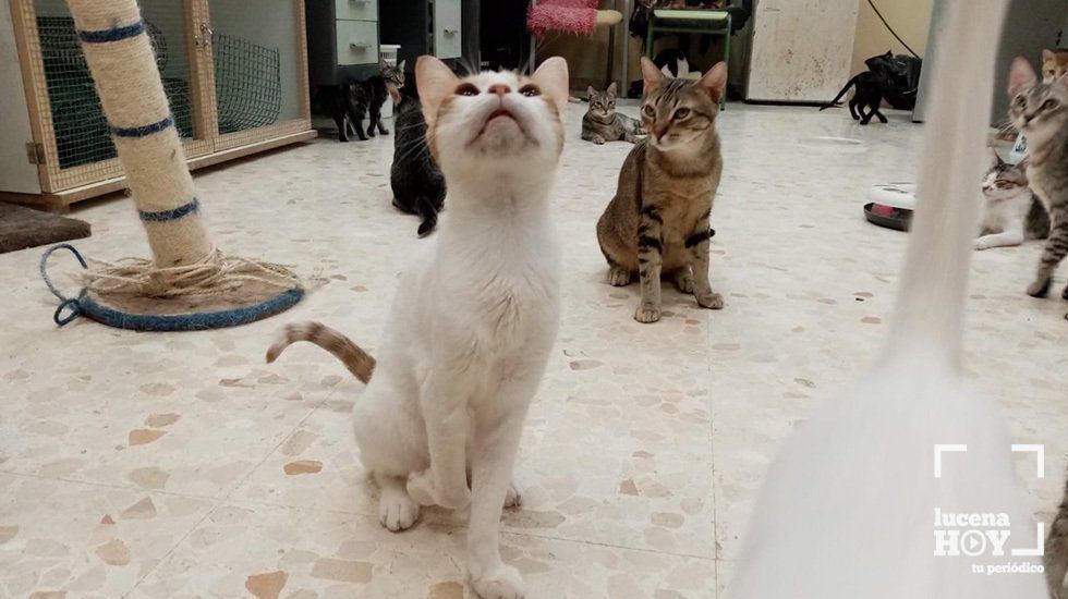  Algunos de los gatos acogidos por el colectivo en el local del edificio Sueño Andaluz 