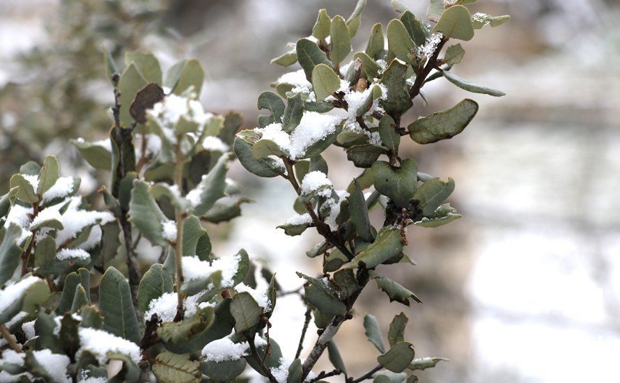 GALERÍA: Los últimos coletazos de Filomena tiñen de blanco la sierra de Cabra GALERÍA: Los últimos coletazos de Filomena tiñen de blanco la sierra de Cabra