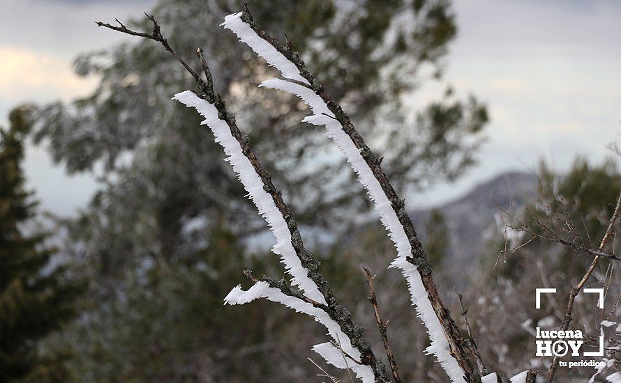 GALERÍA: Los últimos coletazos de Filomena tiñen de blanco la sierra de Cabra