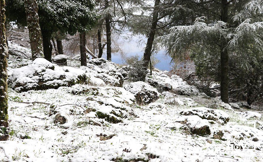 GALERÍA: Los últimos coletazos de Filomena tiñen de blanco la sierra de Cabra GALERÍA: Los últimos coletazos de Filomena tiñen de blanco la sierra de Cabra