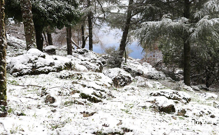 GALERÍA: Los últimos coletazos de Filomena tiñen de blanco la sierra de Cabra