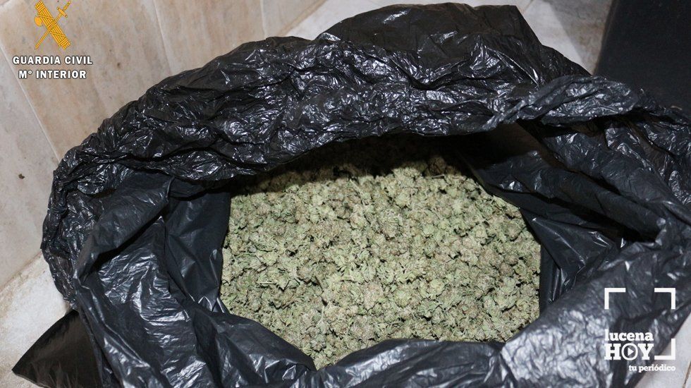  Marihuana incautada por la Guardia Civil en esta operación 