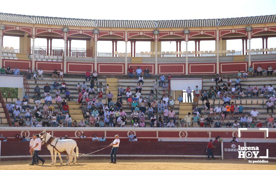 Galería: Alejandro Mariscal se proclama vencedor en el I Bolsín Taurino "Coso de los Donceles" de Lucena Galería: Alejandro Mariscal se proclama vencedor en el I Bolsín Taurino "Coso de los Donceles" de Lucena