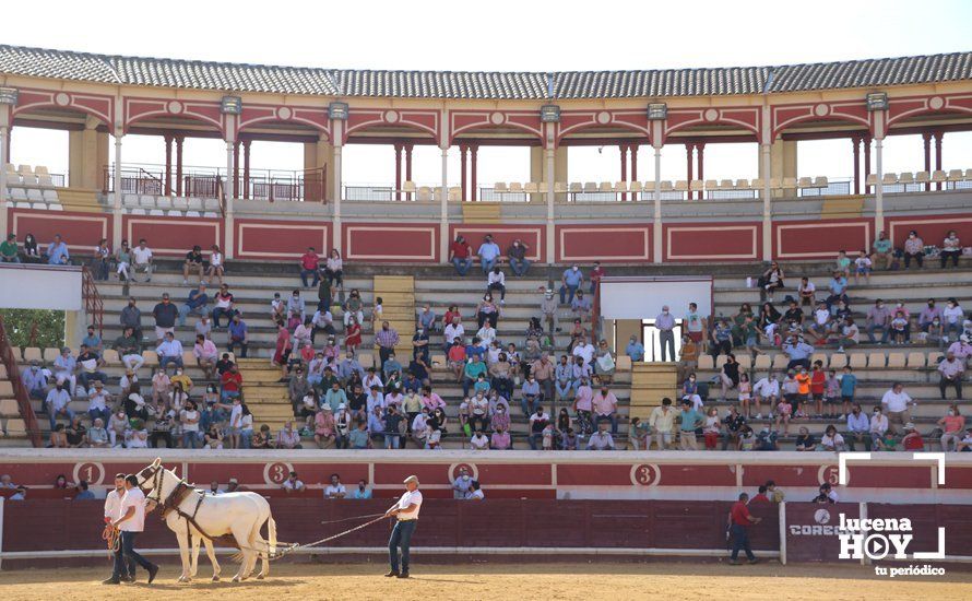 Galería: Alejandro Mariscal se proclama vencedor en el I Bolsín Taurino "Coso de los Donceles" de Lucena