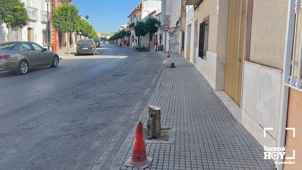  Inicio de la tala de medio centenar de naranjos en Las Navas 