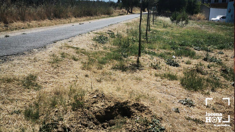  Algunos de los árboles plantados en la vía verde han sido robados 