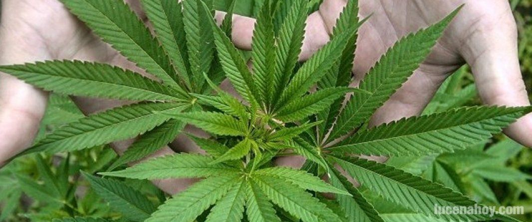  Dos detenidos por tener una plantación de marihuana en el patio 