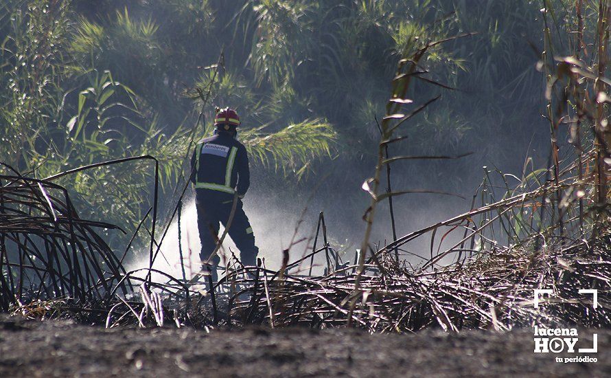 GALERÍA: Un incendio calcina una amplia franja de pastos y cañaveral de ribera entre el río Lucena y la N331, a la altura del Plan Oeste 1