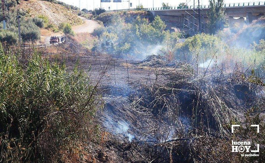 GALERÍA: Un incendio calcina una amplia franja de pastos y cañaveral de ribera entre el río Lucena y la N331, a la altura del Plan Oeste 1 GALERÍA: Un incendio calcina una amplia franja de pastos y cañaveral de ribera entre el río Lucena y la N331, a la altura del Plan Oeste 1