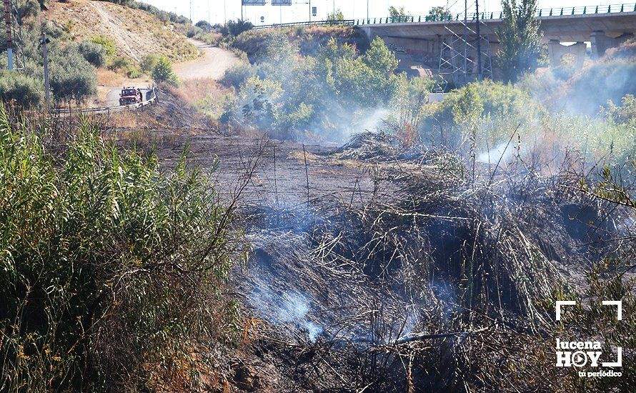 GALERÍA: Un incendio calcina una amplia franja de pastos y cañaveral de ribera entre el río Lucena y la N331, a la altura del Plan Oeste 1