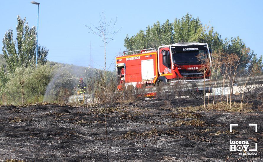 GALERÍA: Un incendio calcina una amplia franja de pastos y cañaveral de ribera entre el río Lucena y la N331, a la altura del Plan Oeste 1