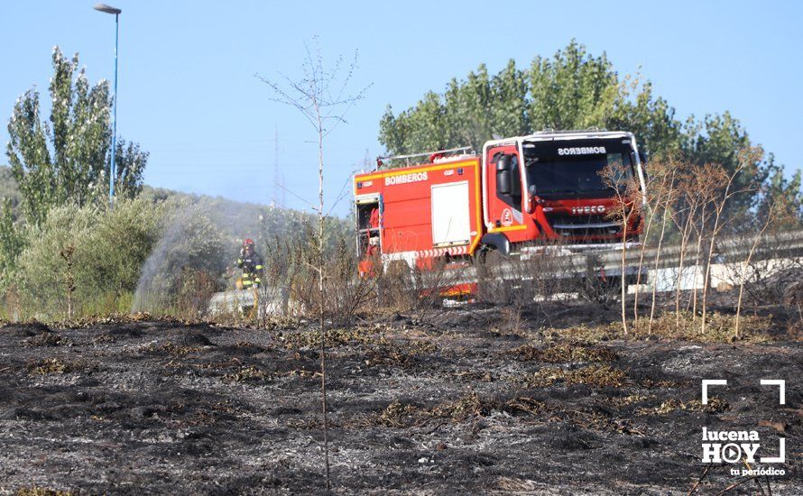 GALERÍA: Un incendio calcina una amplia franja de pastos y cañaveral de ribera entre el río Lucena y la N331, a la altura del Plan Oeste 1 GALERÍA: Un incendio calcina una amplia franja de pastos y cañaveral de ribera entre el río Lucena y la N331, a la altura del Plan Oeste 1