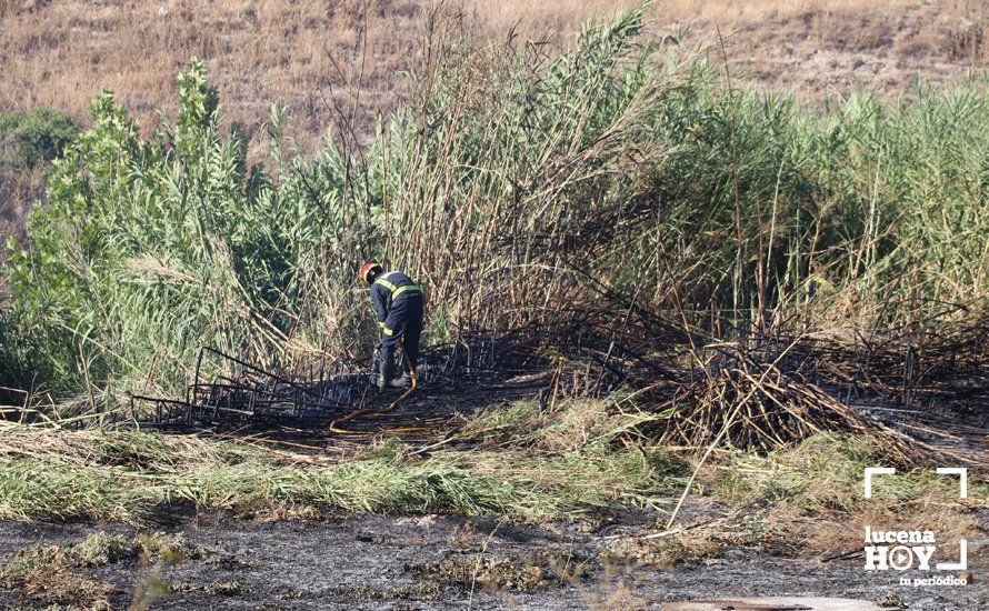 GALERÍA: Un incendio calcina una amplia franja de pastos y cañaveral de ribera entre el río Lucena y la N331, a la altura del Plan Oeste 1