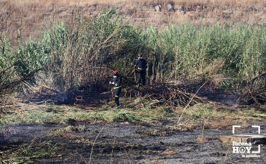 GALERÍA: Un incendio calcina una amplia franja de pastos y cañaveral de ribera entre el río Lucena y la N331, a la altura del Plan Oeste 1