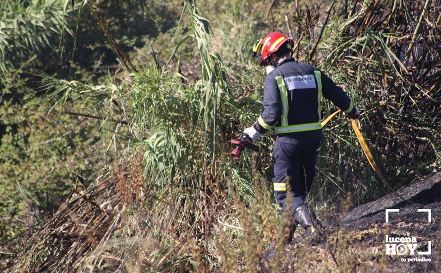 GALERÍA: Un incendio calcina una amplia franja de pastos y cañaveral de ribera entre el río Lucena y la N331, a la altura del Plan Oeste 1 GALERÍA: Un incendio calcina una amplia franja de pastos y cañaveral de ribera entre el río Lucena y la N331, a la altura del Plan Oeste 1