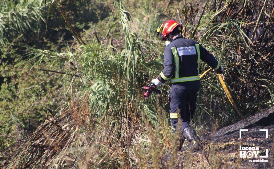 GALERÍA: Un incendio calcina una amplia franja de pastos y cañaveral de ribera entre el río Lucena y la N331, a la altura del Plan Oeste 1