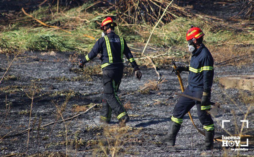 GALERÍA: Un incendio calcina una amplia franja de pastos y cañaveral de ribera entre el río Lucena y la N331, a la altura del Plan Oeste 1