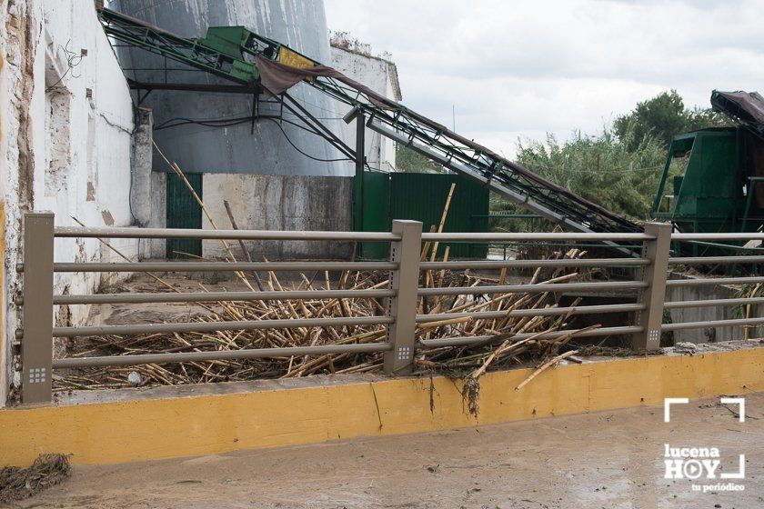 GALERÍA: Lucena intenta recuperar la normalidad tras el desastre que deja la tormenta. Las fotos de otra tromba de agua histórica y sus efectos