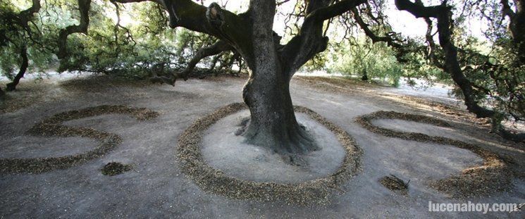  Arte para intentar salvar la encina milenaria, monumento natural 