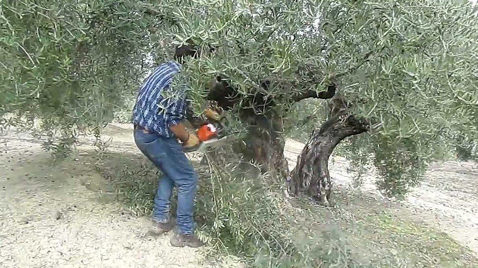  Un agricultor poda un olivo. Foto: Asaja 