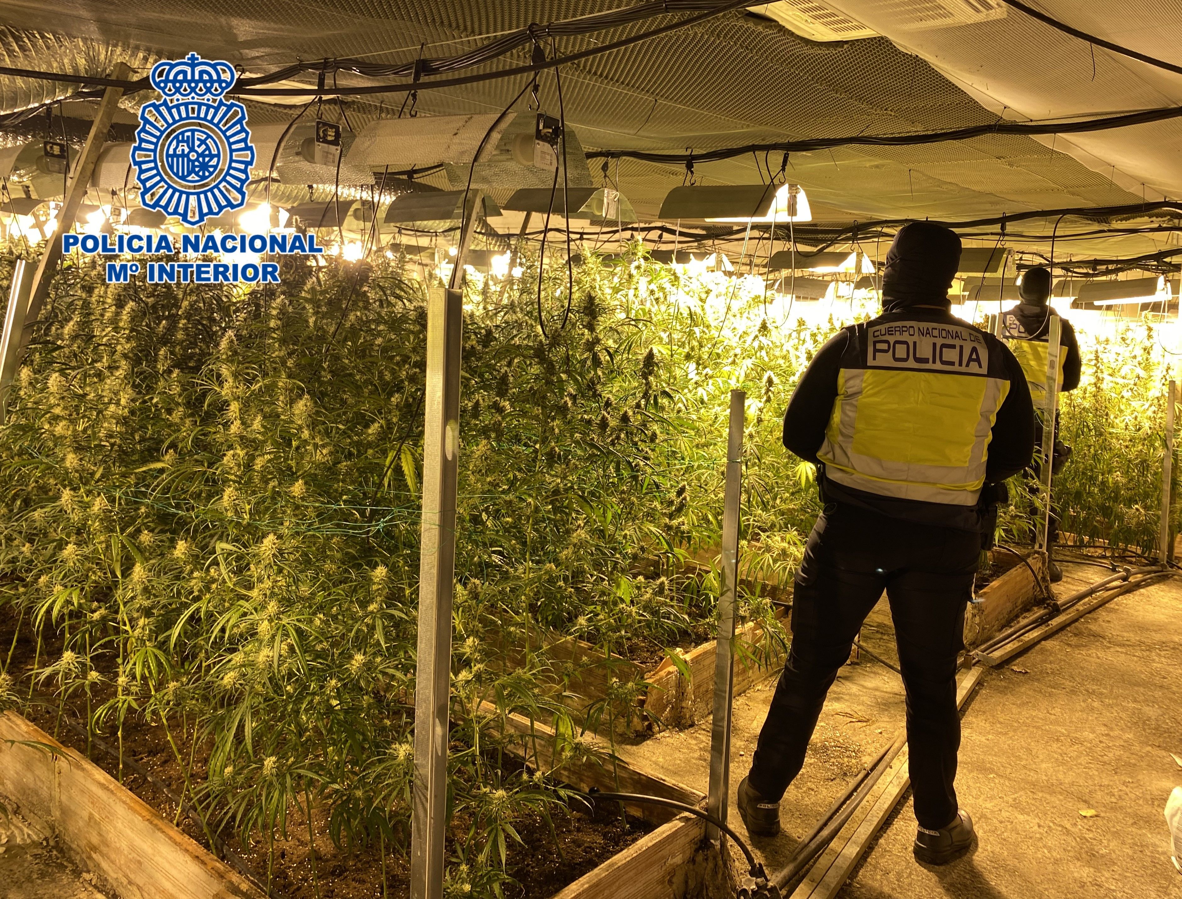 Una de las plantaciones de marihuana desmanteladas en esta operación policial