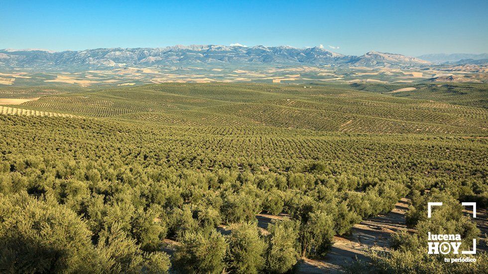  Paisaje de olivar 