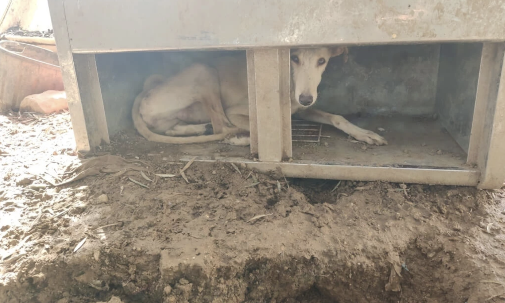  Uno de los animales rescatados en la finca de Cabra. 