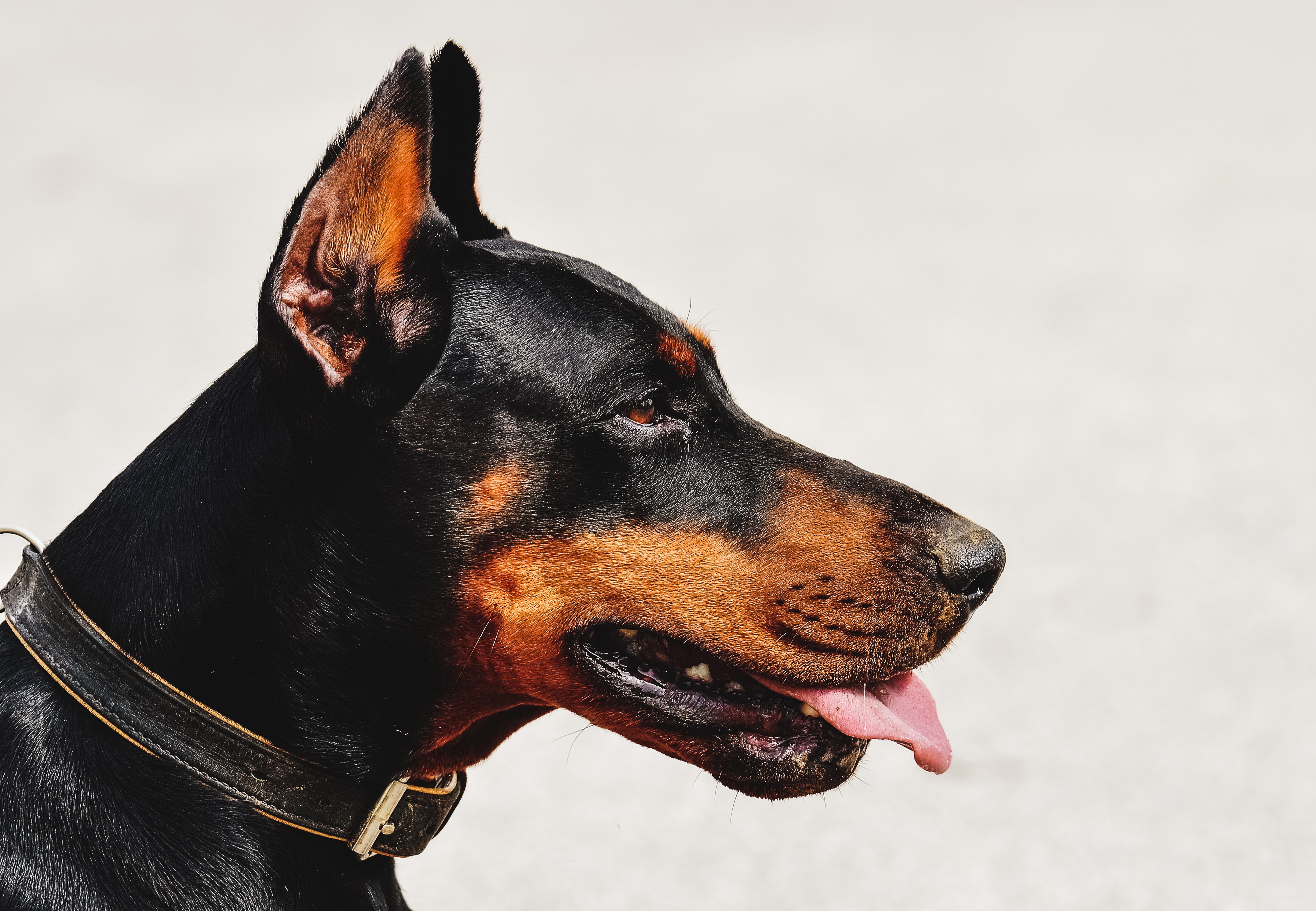 Doberman. Foto: Pexels, por Alexas