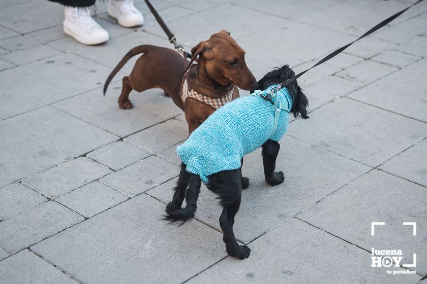 GALERÍA / VÍDEO: Perros, gatos, tortugas y periquitos reciben el agua bendita de San Antón a las puertas de Santiago GALERÍA / VÍDEO: Perros, gatos, tortugas y periquitos reciben el agua bendita de San Antón a las puertas de Santiago