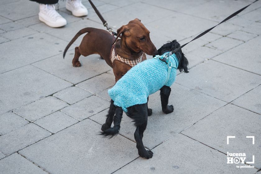 GALERÍA / VÍDEO: Perros, gatos, tortugas y periquitos reciben el agua bendita de San Antón a las puertas de Santiago