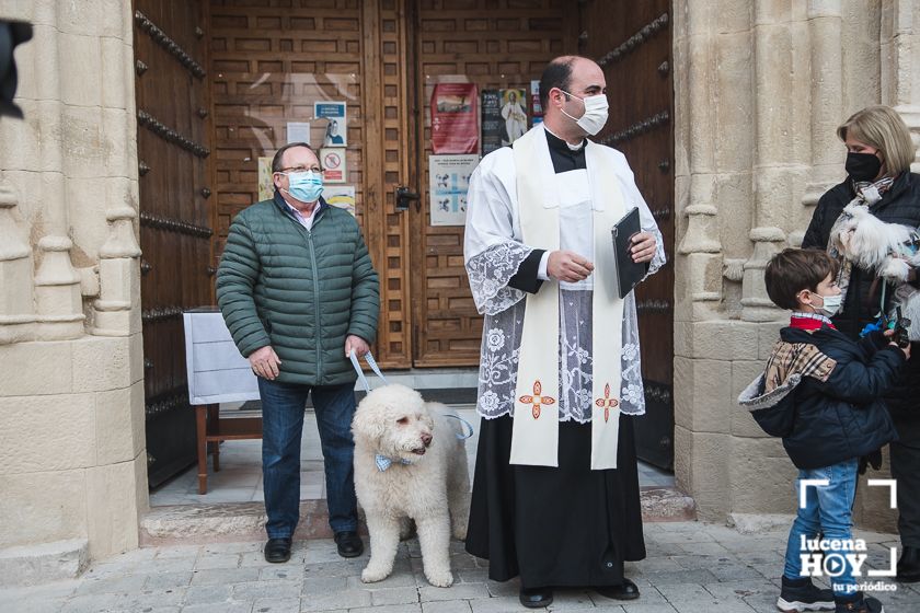 GALERÍA / VÍDEO: Perros, gatos, tortugas y periquitos reciben el agua bendita de San Antón a las puertas de Santiago