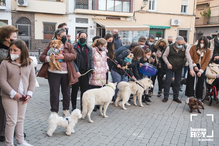 GALERÍA / VÍDEO: Perros, gatos, tortugas y periquitos reciben el agua bendita de San Antón a las puertas de Santiago