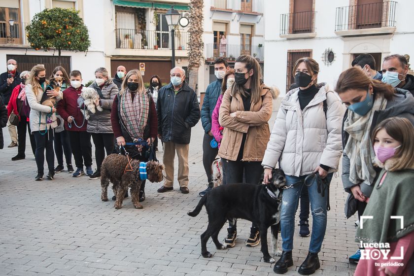 GALERÍA / VÍDEO: Perros, gatos, tortugas y periquitos reciben el agua bendita de San Antón a las puertas de Santiago