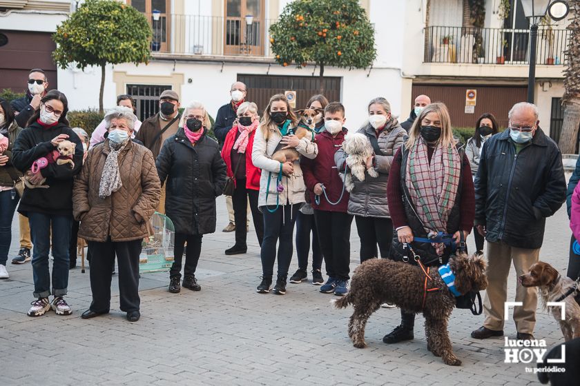 GALERÍA / VÍDEO: Perros, gatos, tortugas y periquitos reciben el agua bendita de San Antón a las puertas de Santiago