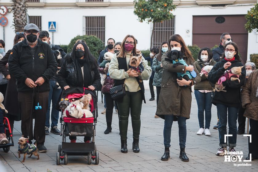 GALERÍA / VÍDEO: Perros, gatos, tortugas y periquitos reciben el agua bendita de San Antón a las puertas de Santiago