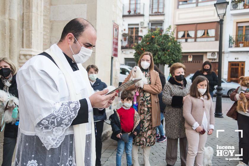 GALERÍA / VÍDEO: Perros, gatos, tortugas y periquitos reciben el agua bendita de San Antón a las puertas de Santiago GALERÍA / VÍDEO: Perros, gatos, tortugas y periquitos reciben el agua bendita de San Antón a las puertas de Santiago