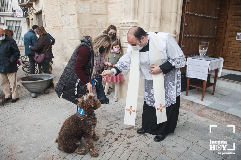 GALERÍA / VÍDEO: Perros, gatos, tortugas y periquitos reciben el agua bendita de San Antón a las puertas de Santiago