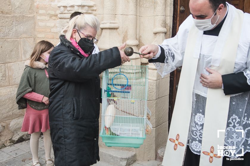 GALERÍA / VÍDEO: Perros, gatos, tortugas y periquitos reciben el agua bendita de San Antón a las puertas de Santiago